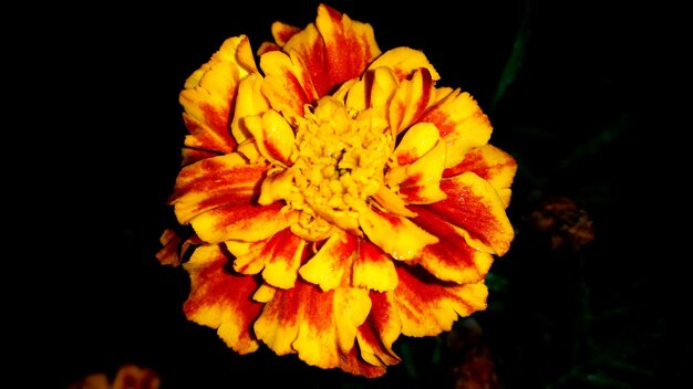 Photo close-up d'une fleur jaune