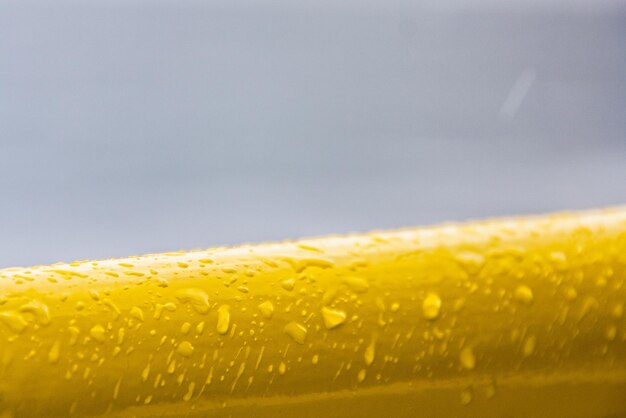 Close-up d'une fleur jaune