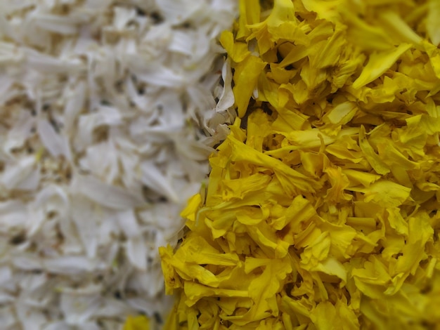 Photo close-up d'une fleur jaune