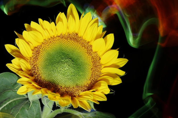 Photo close-up d'une fleur jaune