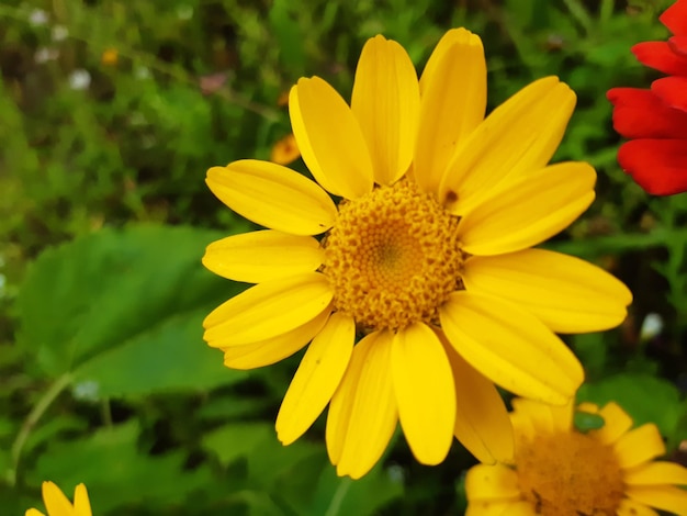 Close-up d'une fleur jaune