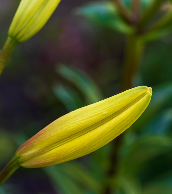 Photo close-up d'une fleur jaune