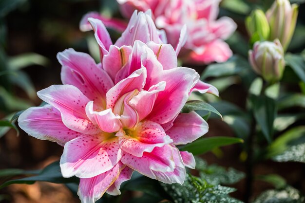 Close up fleur de lys qui fleurit dans le jardin au printemps