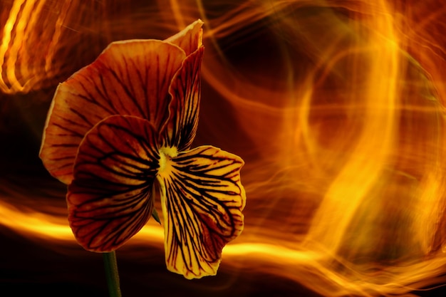 Photo close-up d'une fleur d'orange sur un fond flou