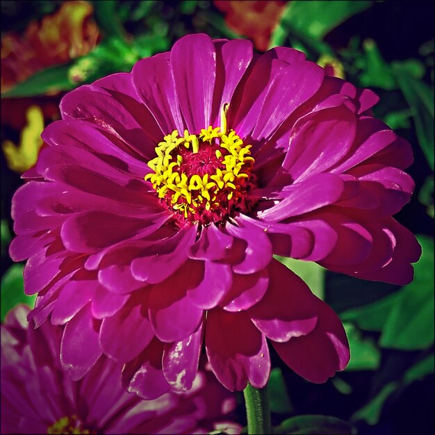 Photo close-up de la fleur de la passion qui fleurit à l'extérieur