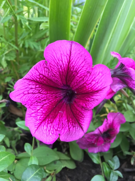 Photo close-up de la fleur de la passion qui fleurit à l'extérieur