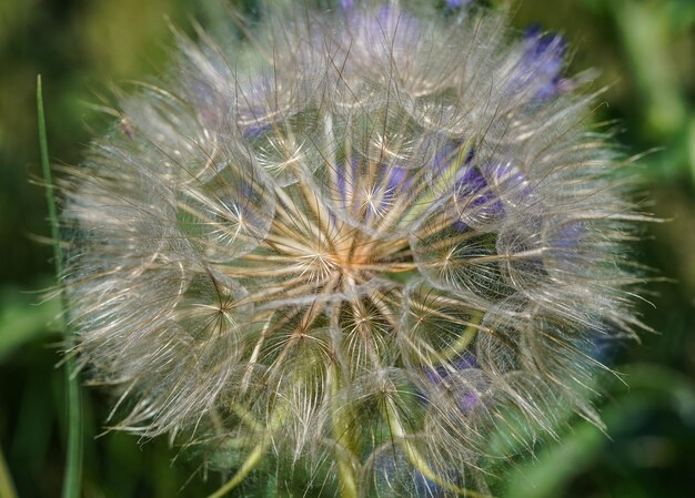 Close-up d'une fleur de pissenlit dans l'herbe verte créé avec une caméra sans miroir