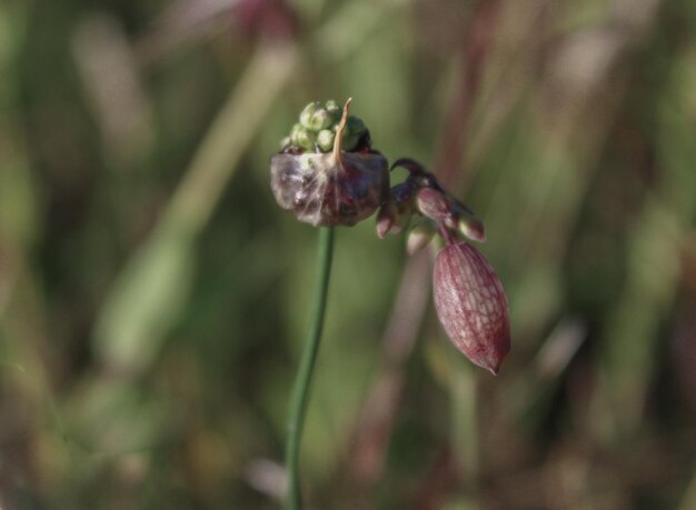 Photo close-up d'une fleur sur une plante