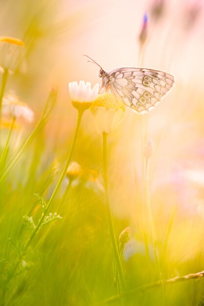 Photo close-up d'une fleur pollinisée par un papillon