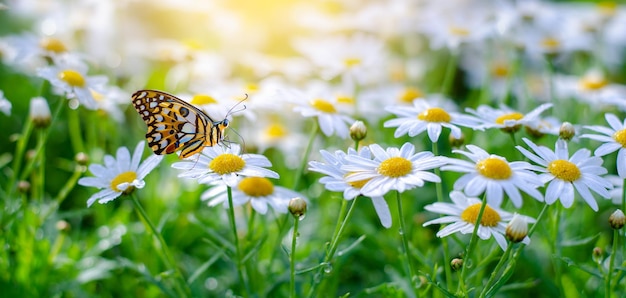Close-up d'une fleur pollinisée par un papillon