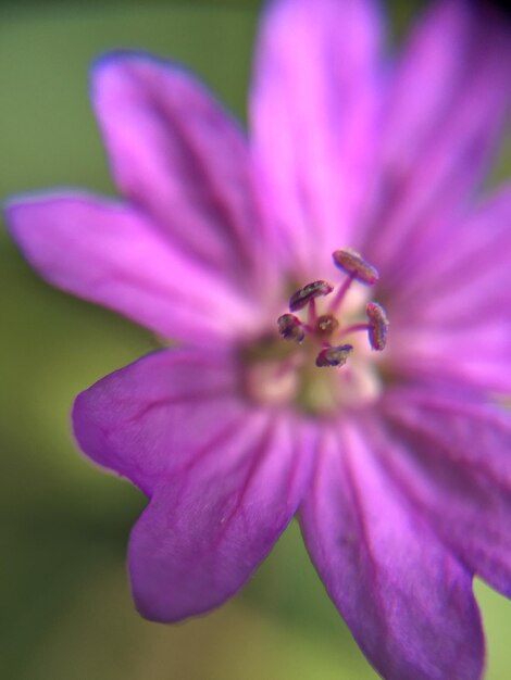 Photo close-up d'une fleur pourpre qui fleurit à l'extérieur