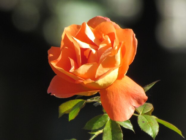 Photo close-up d'une fleur qui fleurit à l'extérieur