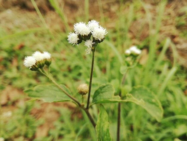 Close-up d'une fleur qui pousse dans le champ