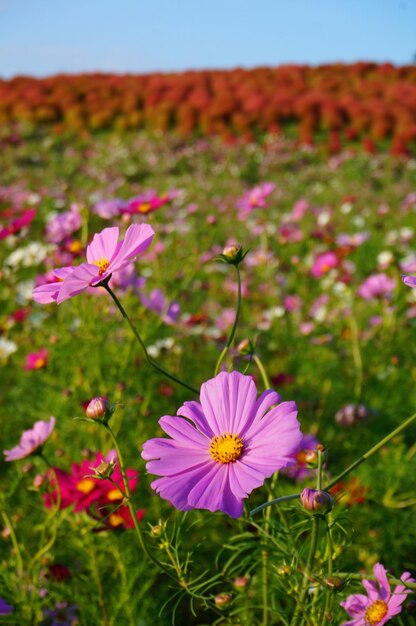 Photo close-up d'une fleur rose qui fleurit en plein air