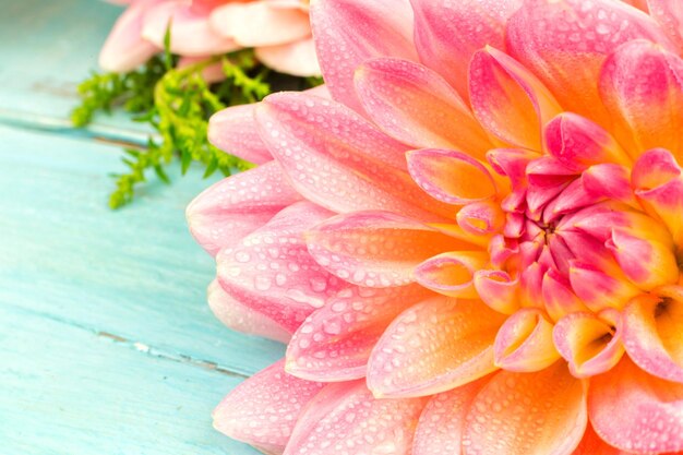 Photo close-up d'une fleur de rose rose humide