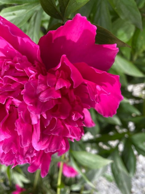 Close-up d'une fleur rose