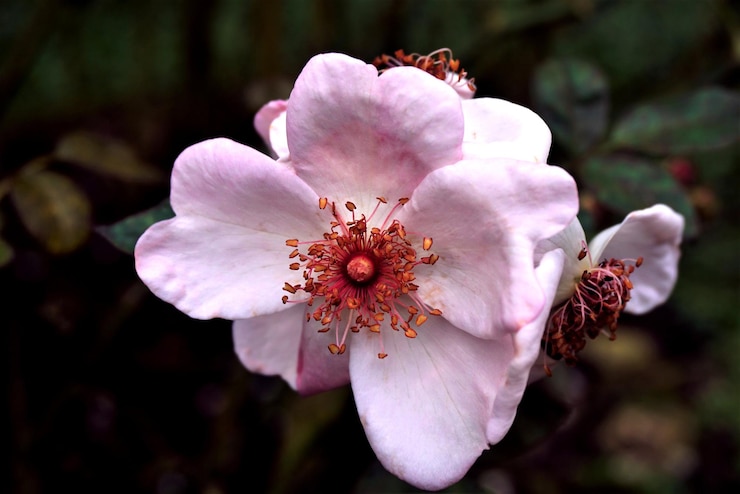 Photo close-up de la fleur rose