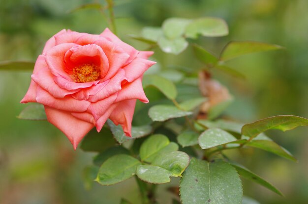 Close-up d'une fleur rose