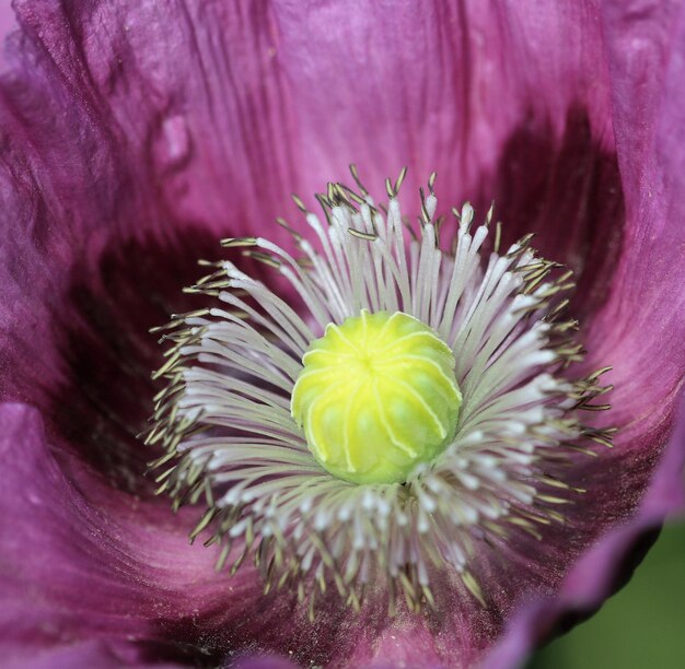 Photo close-up d'une fleur rose