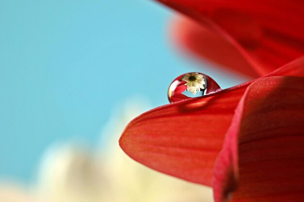 Close-up d'une fleur rouge sur un ciel bleu