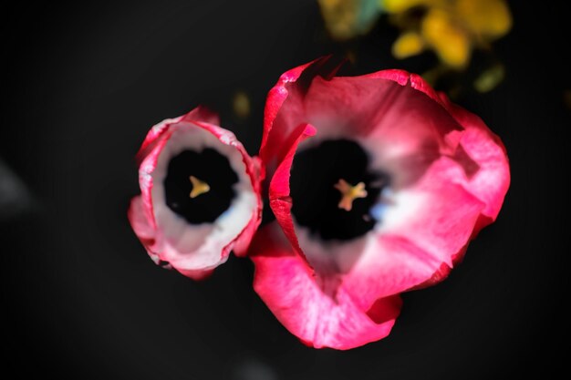 Photo close-up d'une fleur rouge sur un fond noir