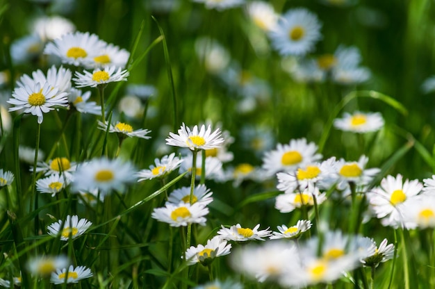Close-up de fleurs blanches de marguerite qui fleurissent dans le champ
