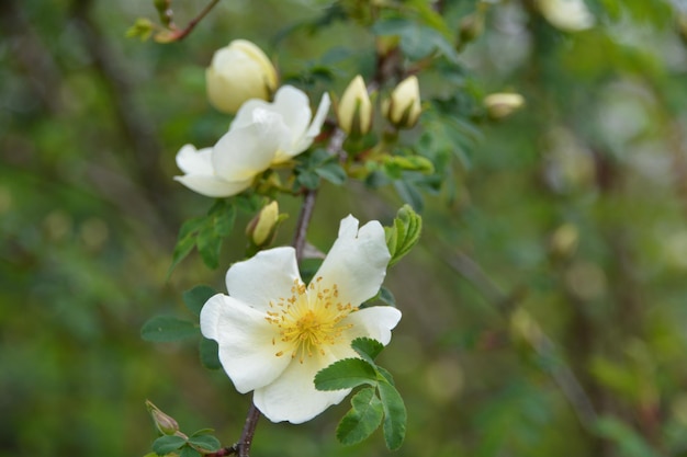 Photo close-up de fleurs blanches qui fleurissent à l'extérieur