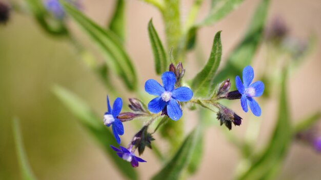 Close-up de fleurs bleues qui fleurissent à l'extérieur