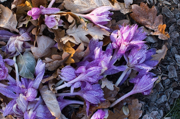 Close up fleurs de crocus violets fanés et feuilles mortes couvertes de givre