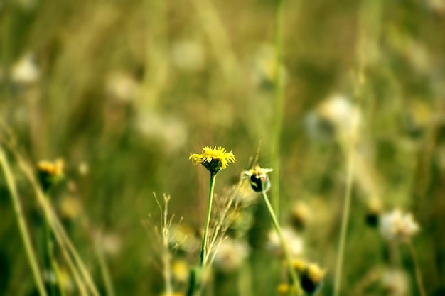 Close-up des fleurs dans le fichier