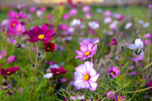 Close-up des fleurs du cosmos roses sur le champ