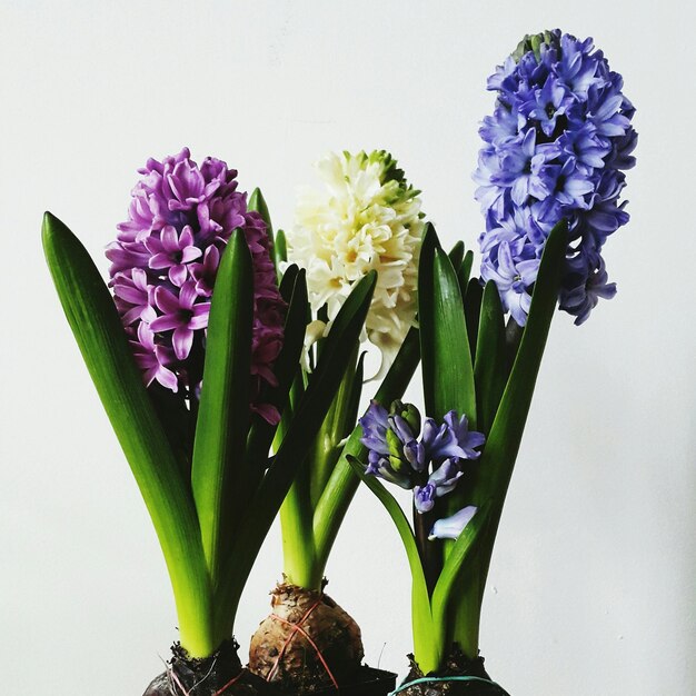 Photo close-up de fleurs sur fond blanc