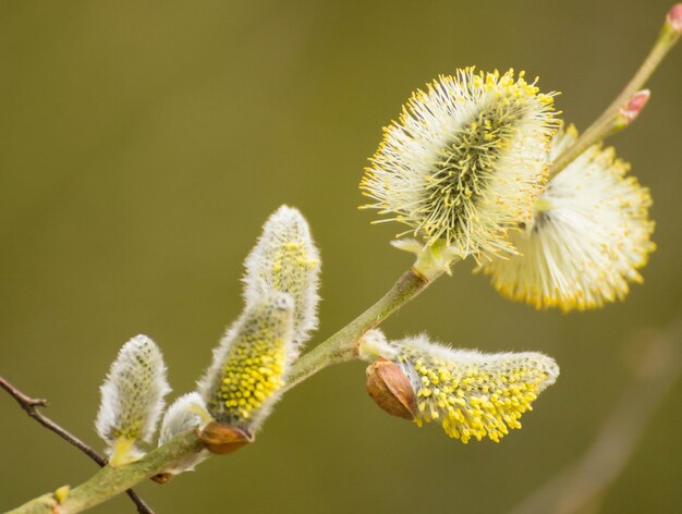 Close-up de fleurs sur un fond flou