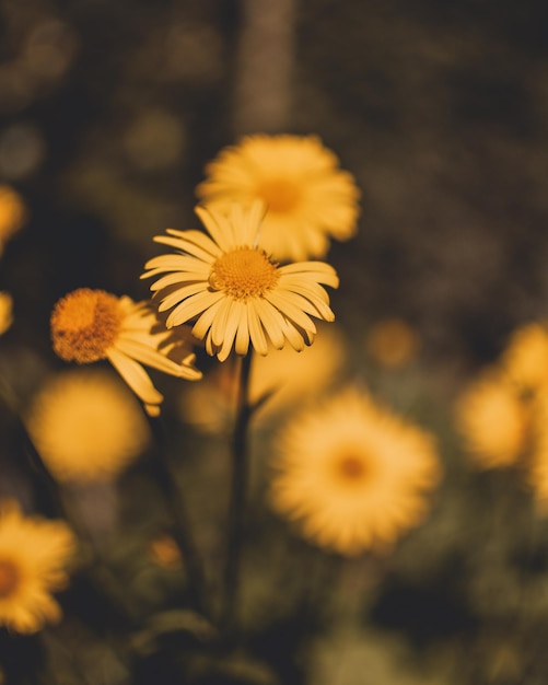 Close-up de fleurs sur un fond flou