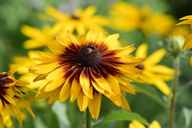 Close up fleurs jaunes de la famille Aster