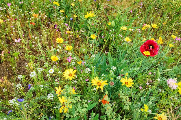 Close-up des fleurs jaunes qui fleurissent dans le champ