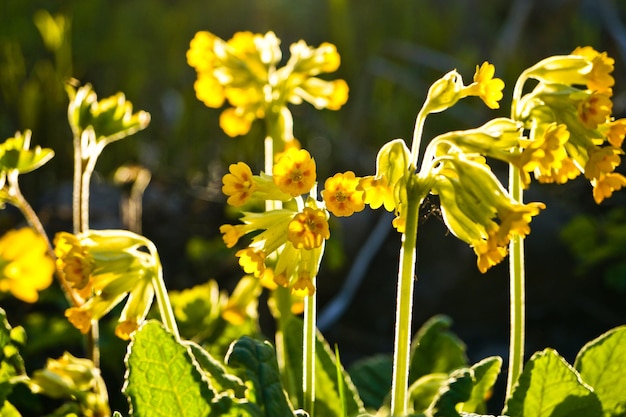 Photo close-up de fleurs jaunes qui fleurissent à l'extérieur