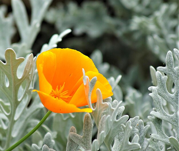 Photo close-up de fleurs jaunes qui fleurissent à l'extérieur