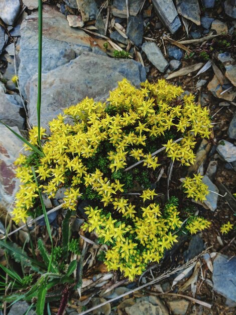 Photo close-up des fleurs jaunes