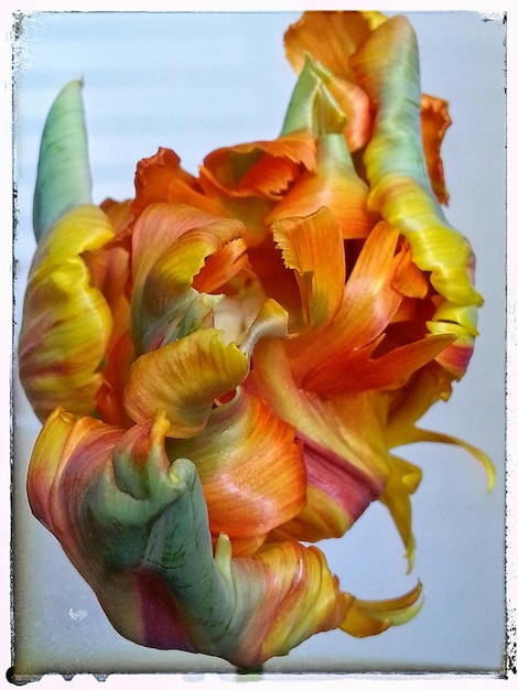 Close-up des fleurs jaunes