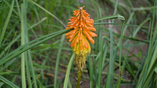 Close-up des fleurs de Kniphofia linearifolia également connu sous le nom de Common red hot poker Candy Corn Flower