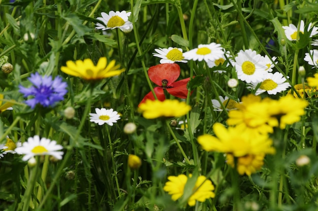 Close-up de fleurs de marguerites qui fleurissent dans le champ