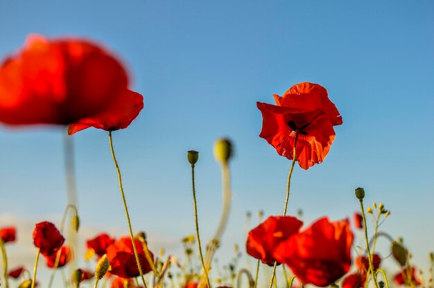 Photo close-up de fleurs de pavot rouge contre un ciel dégagé