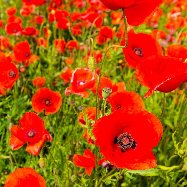 Close up de fleurs de pavot rouge dans un champ
