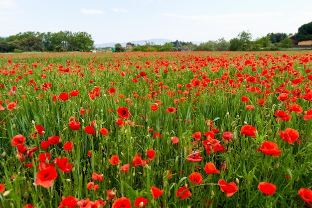 Close up de fleurs de pavot rouge dans un champ