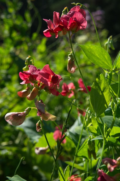 Close up de fleurs de pois de senteur vivaces Derbyshire en Angleterre