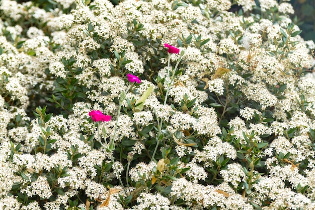 Close-up des fleurs qui fleurissent dans le parc