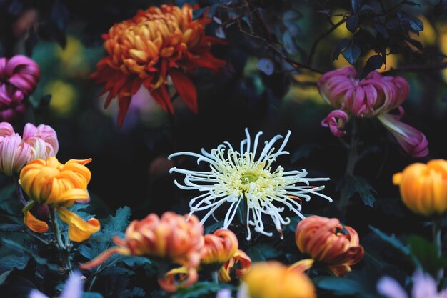 Photo close-up de fleurs qui fleurissent à l'extérieur