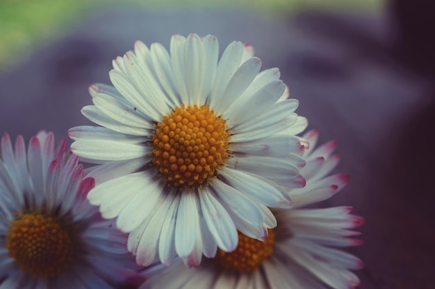 Close-up de fleurs qui fleurissent à l'extérieur