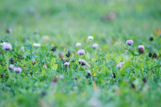 Close-up des fleurs qui poussent sur le champ